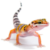 Geckosfutter