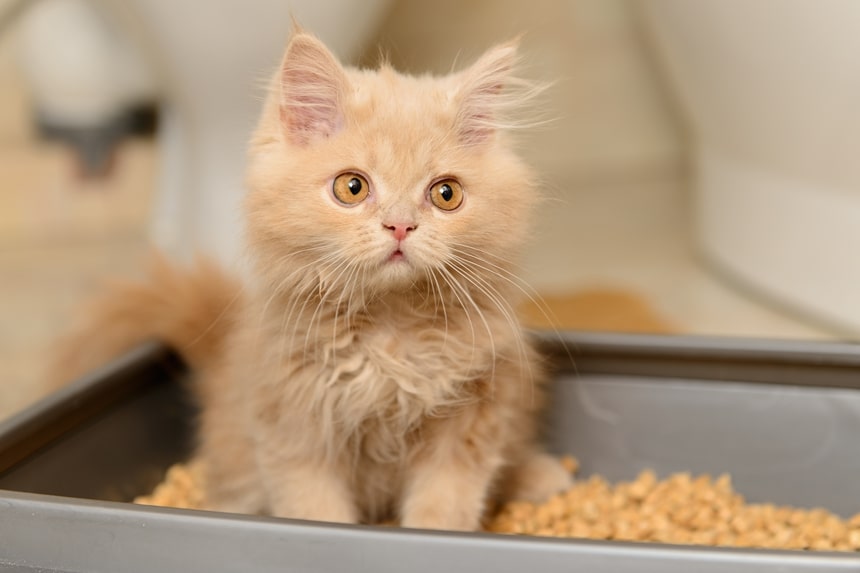 Wie wird man den Geruch von Katzenurin los? 3 Wirkungsrichtliche Richtlinien 1