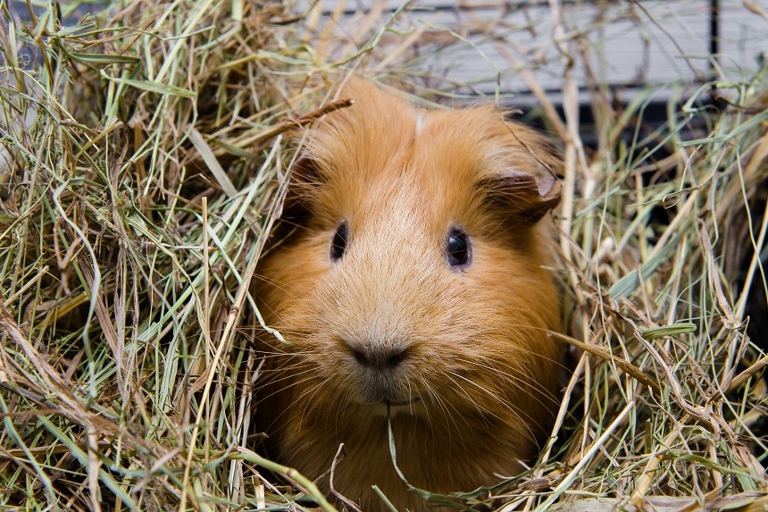 WAS FRESSEN MEERSCHWEINCHEN? WIR RÄUMEN MIT EINEM GEFÄHRLICHEN MYTHOS AUF