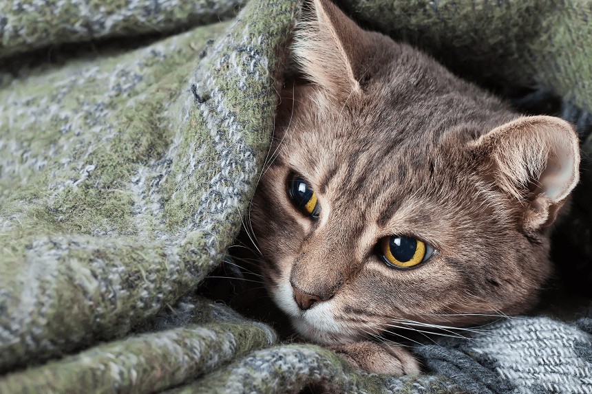 WIE BEHANDELT MAN KATZENKRATZER? EIN TIERARZT ZEIGT WIRKSAME WEGE AUF!