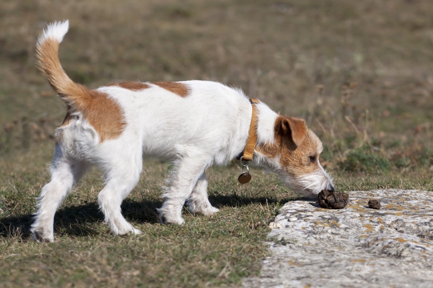 IHR HUND FRISST SEINE EIGENEN FÄKALIEN? WIE KÖNNEN SIE IHN DAVON ABHALTEN? TIPPS VON EINEM VERHALTENSFORSCHER