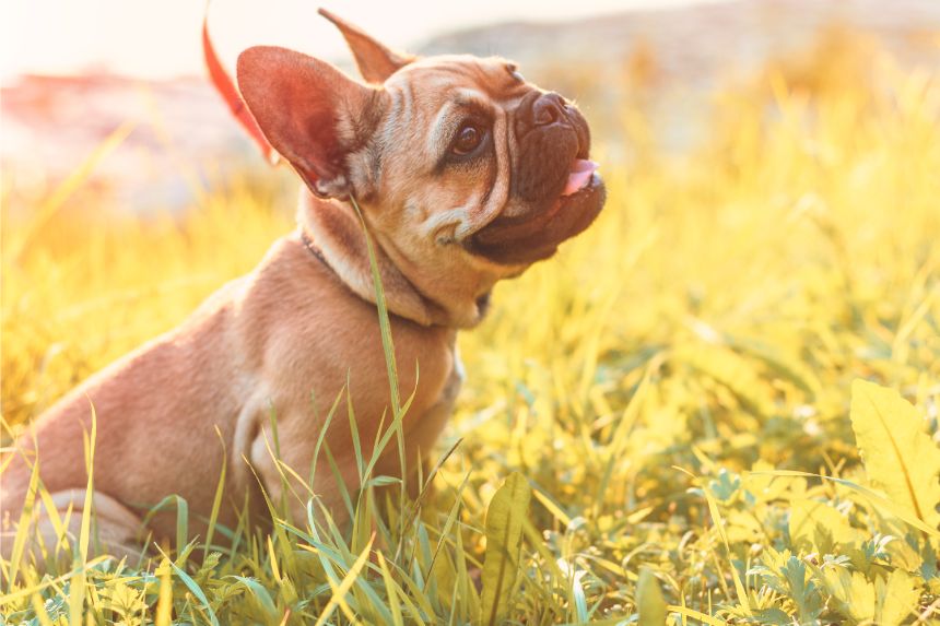 EIN NAME FÜR EINEN KLEINEN HUND - YORKIE, MALTESER UND BULLDOGGE. SEHEN SIE SICH DIE VORSCHLÄGE AN!