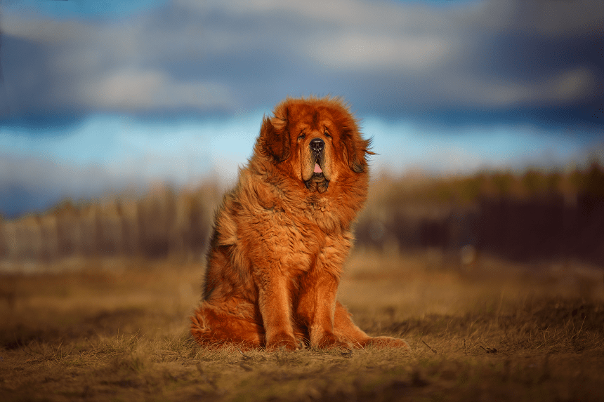 WISSEN SIE, WIE VIEL DER TEUERSTE HUND KOSTET? DIE TEUERSTEN HUNDE DER WELT TOP7