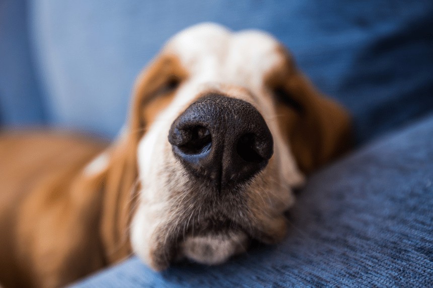 STAUPE BEI HUNDEN - SYMPTOME, DIE MAN NICHT IGNORIEREN DARF. WIE KANN MAN DIE KRANKHEIT BEHANDELN UND WIE KANN MAN IHR VORBEUGEN?