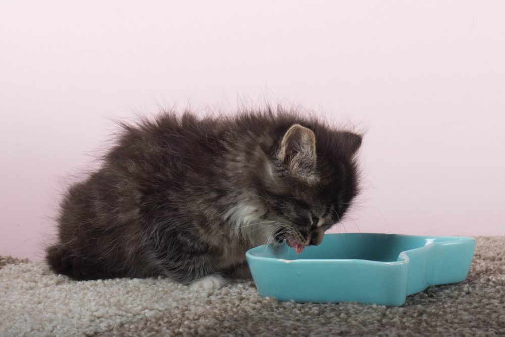 FÜTTERUNG EINER KLEINEN KATZE - SCHRITT FÜR SCHRITT. KENNEN SIE DIE BEDÜRFNISSE IHRES PELZIGEN FREUNDES!