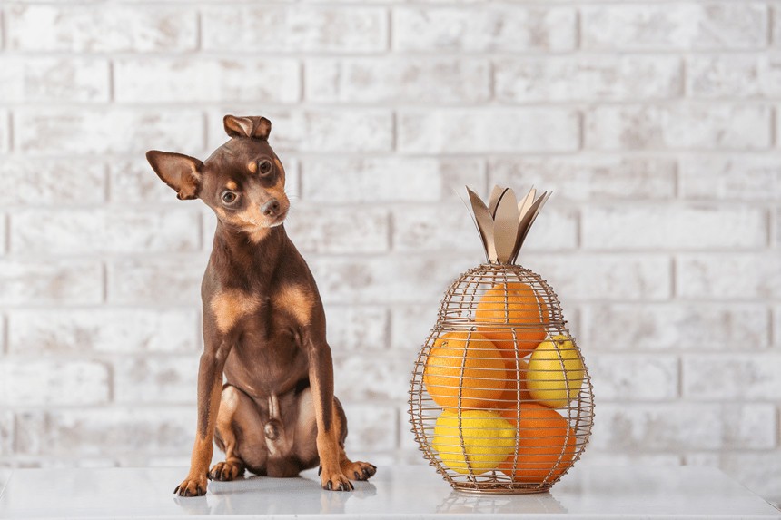 KANN EIN HUND MANDARINEN, ORANGEN UND ZITRONEN ESSEN? ZITRUSFRÜCHTE FÜR IHREN HUND