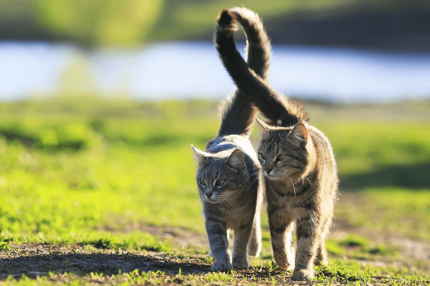 WIE ERKENNT MAN DAS GESCHLECHT SEINER KATZE? ES LOHNT SICH, DAS ZU WISSEN!