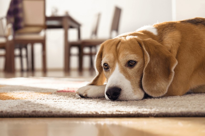 EIN HUND ALLEIN ZU HAUSE - VERHALTENSTHERAPEUTISCHE METHODEN ZUR ZÄHMUNG VON TRENNUNGEN