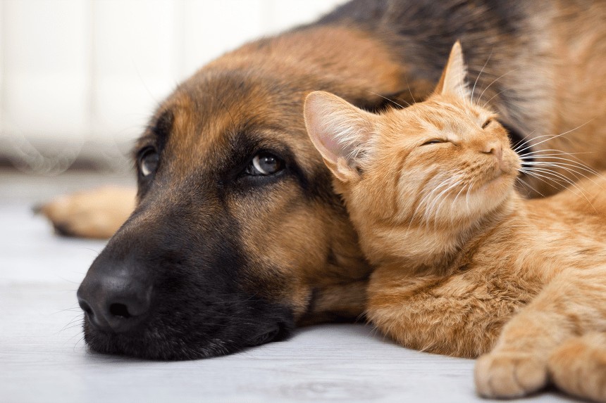 WIE MAN EINEN HUND AN EINE KATZE GEWÖHNT UND DABEI NICHT VERRÜCKT WIRD