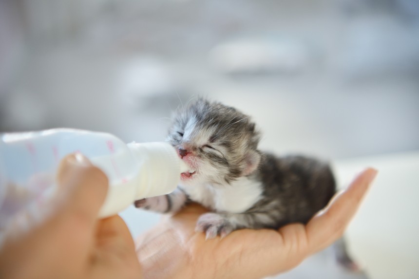 WAS SOLLTE ICH EINER KLEINEN KATZE FÜTTERN, DIE OHNE MUTTER BLEIBT? WIR ANTWORTEN!