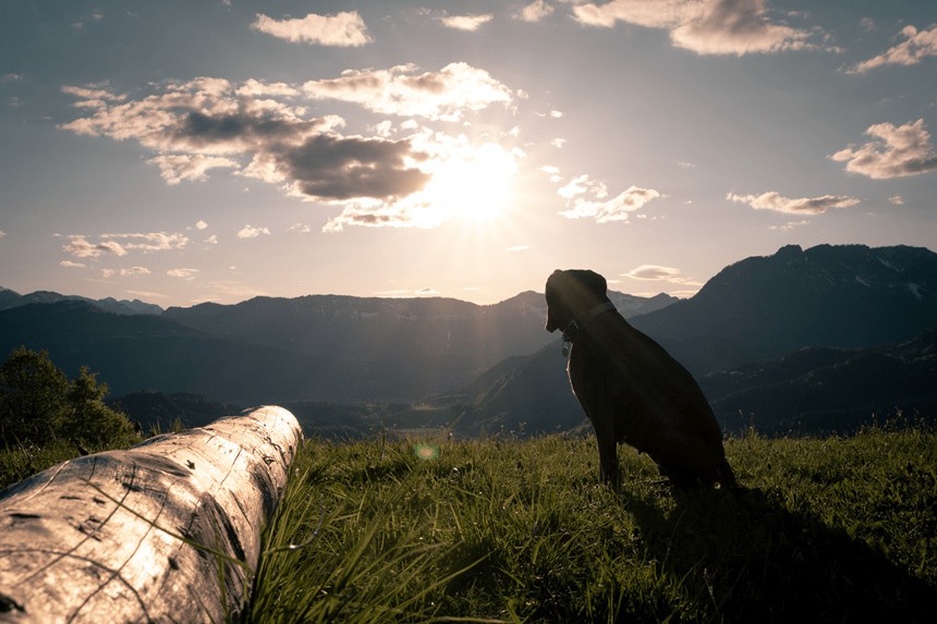 KOMMEN HUNDE IN DEN HIMMEL?