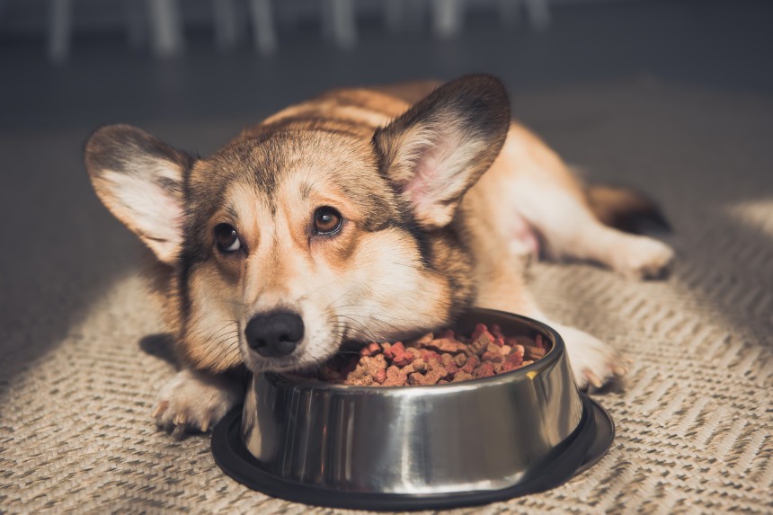 REFLUX BEIM HUND - WIE ERKENNT UND BEHANDELT MAN IHN?