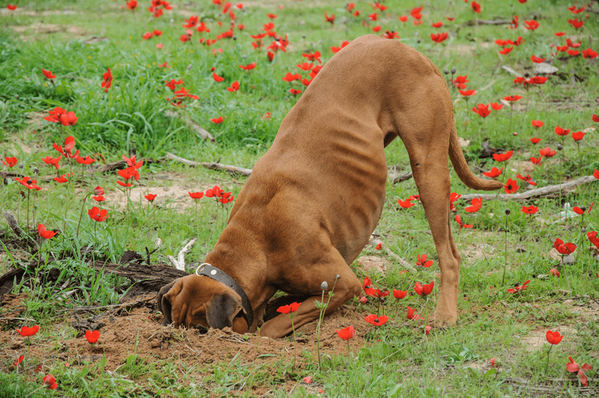 WIE HÄLT MAN SEINEN HUND DAVON AB ZU GRABEN? DAS IST GAR NICHT SO SCHWER!