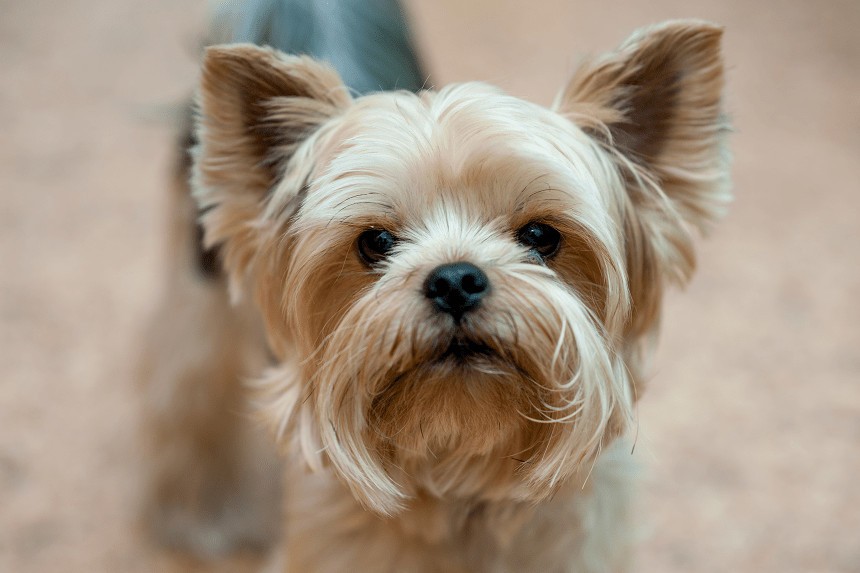 WAS FRESSEN YORKIES UND WAS FRESSEN SIE NICHT? RICHTIGE FÜTTERUNG VON ERWACHSENEN YORKIES