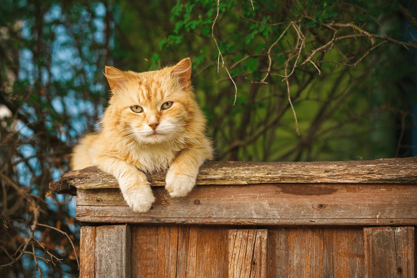 WIE VIELE LEBEN HAT EINE KATZE -SIEBEN, NEUN, ODER VIELLEICHT... EINS?  WIR LÖSEN DAS RÄTSEL