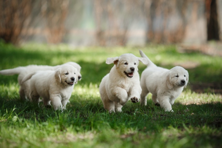 WIE KANN MAN ERKENNEN, OB DER HUND GROSS SEIN WIRD?  UND IST ES MÖGLICH, DAS ZU TUN?