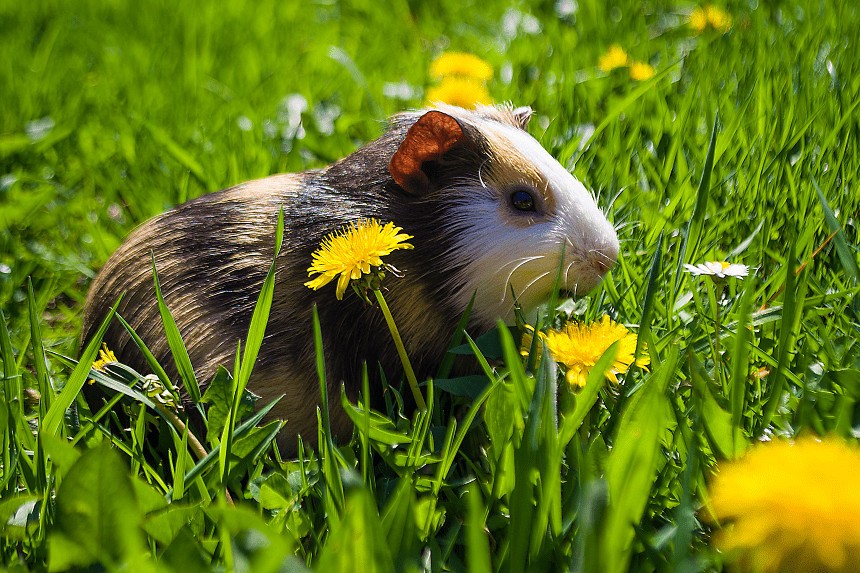 KÖNNEN MEERSCHWEINCHEN MILCHKRAUT, GRAS UND KLEE FRESSEN? WIESENPFLANZEN IN DER ERNÄHRUNG VON MEERSCHWEINCHEN