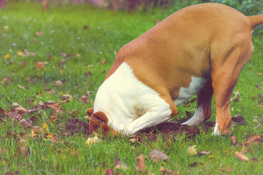 WARUM VERGRABT EIN HUND SEIN ESSEN?  DAS VERHALTEN DES HUNDES MIT DEM AUGE DES VERHALTENSFÜHRERS