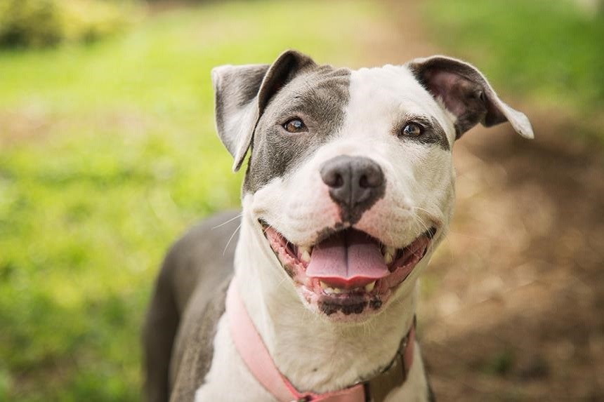 WAS IST EIN AMERIKANISCHER PITBULL?   EINE RASSE OHNE GEHEIMNISSE!