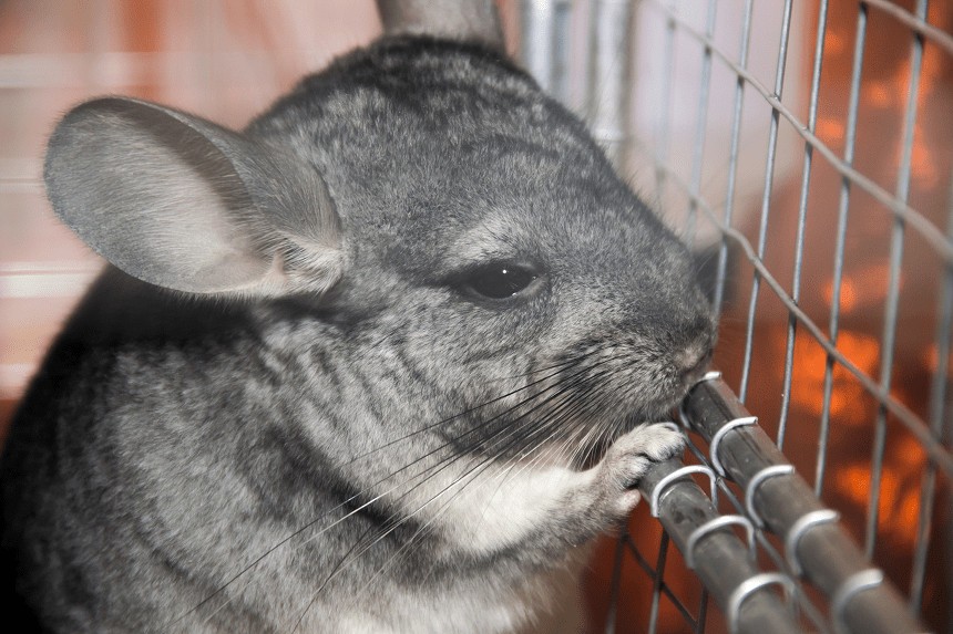 DIE HÄUFIGSTEN CHINCHILLA-ERKRANKUNGEN -SYMPTOME, DIE SIE BEUNRUHIGEN SOLLEN