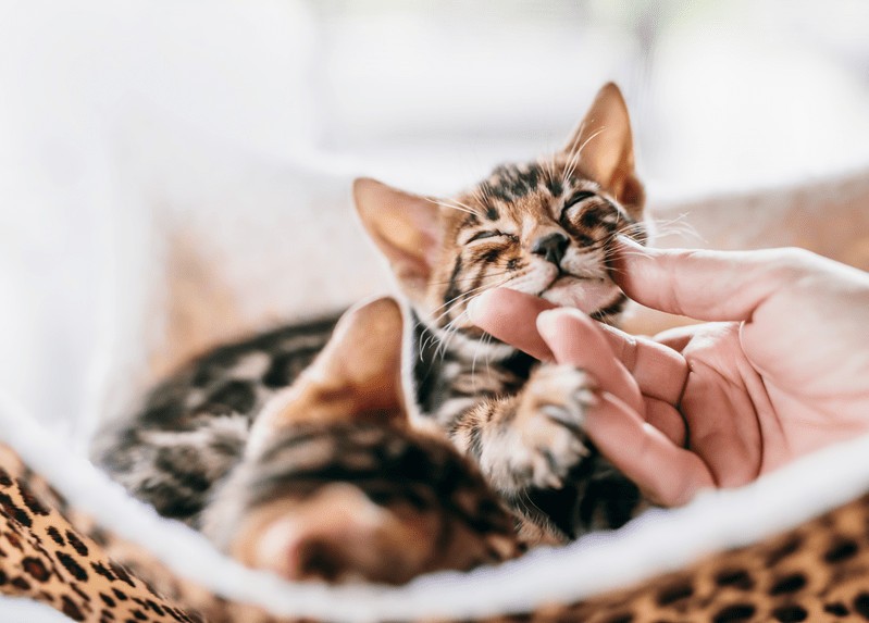 KATZENSTAMMBAUM - WIE SIEHT ER AUS, WO BEKOMMT MAN IHN UND WIE VIEL KOSTET ER EIGENTLICH?