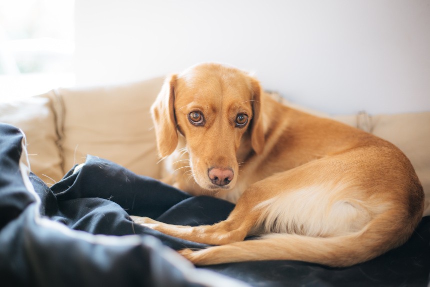 CUSHING-SYNDROM BEIM HUND - WAS IST DAS UND WIE WIRD ES BEHANDELT?