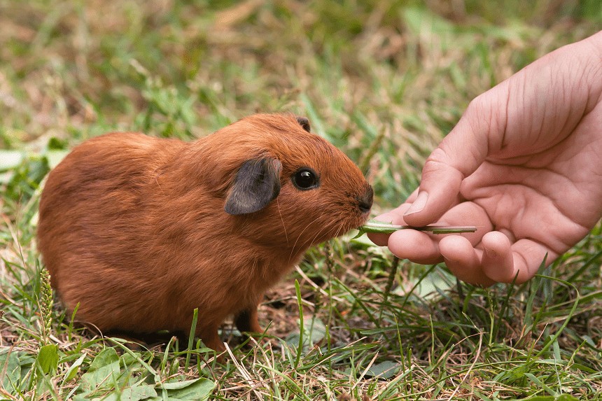 KRÄTZE BEIM MEERSCHWEINCHEN - URSACHEN, SYMPTOME UND BEHANDLUNG. KANN MAN SICH ANSTECKEN?