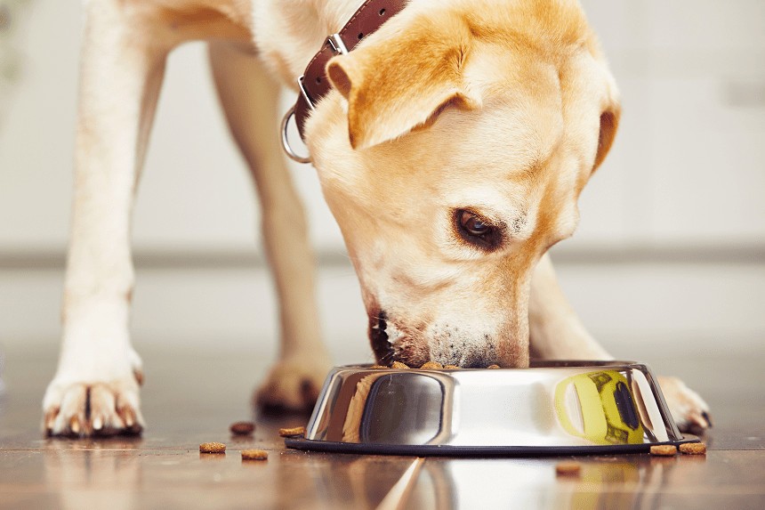 FÜTTERUNG IHRES LABRADORS - WAS KÖNNEN SIE TUN, DAMIT ER NICHT DICK WIRD?