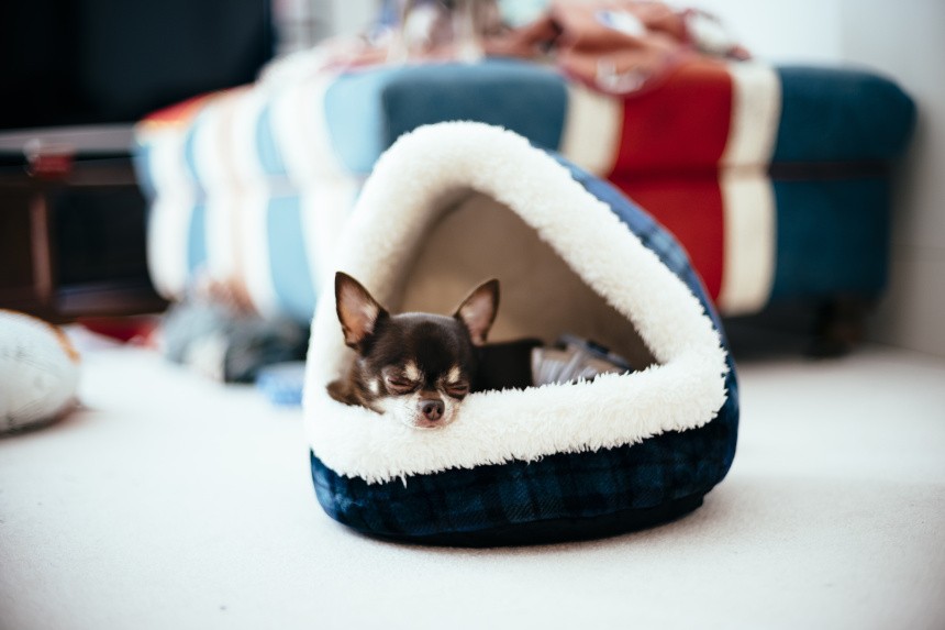 Wie bringen Sie Ihrem Hund bei, in einem Hundebett, Hundehütter zu schlafen? Ratschläge des Verhaltensforschers