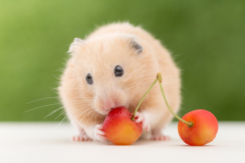 Welche Früchte kann ein Hamster essen? LASS ES UNS ÜBERPRÜFEN!