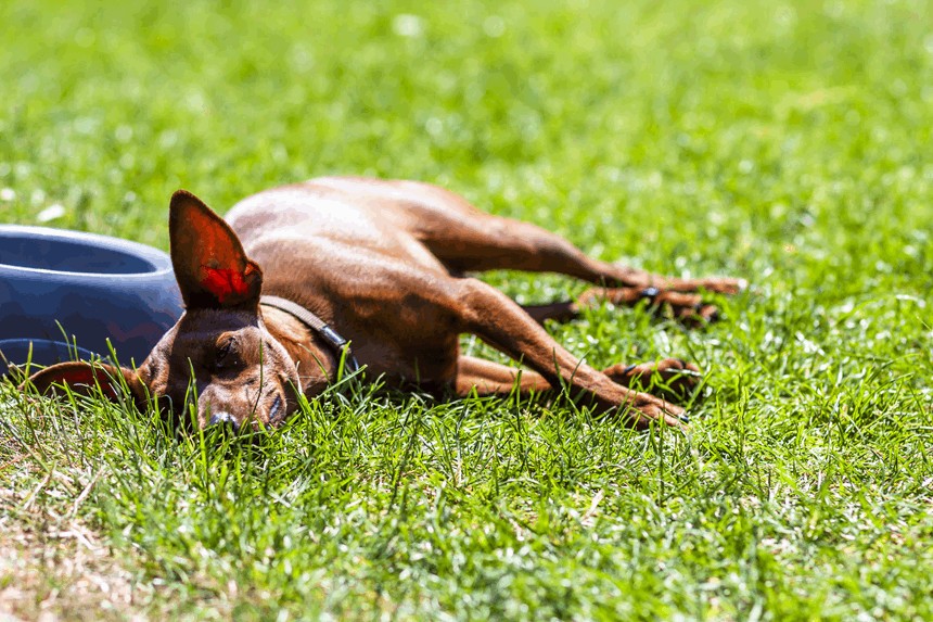 HITZSCHLAG BEIM HUND - SYMPTOME, BEHANDLUNG UND PRÄVENTION