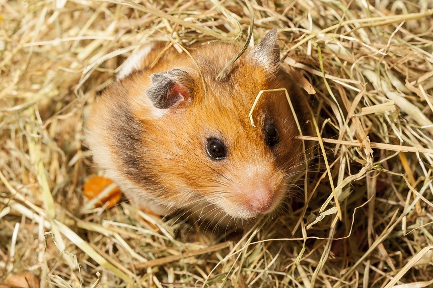 HAMSTER – KRANKHEITEN, DIE AM HÄUFIGSTEN EIN KLEINES HAUSTIER BETREFFEN