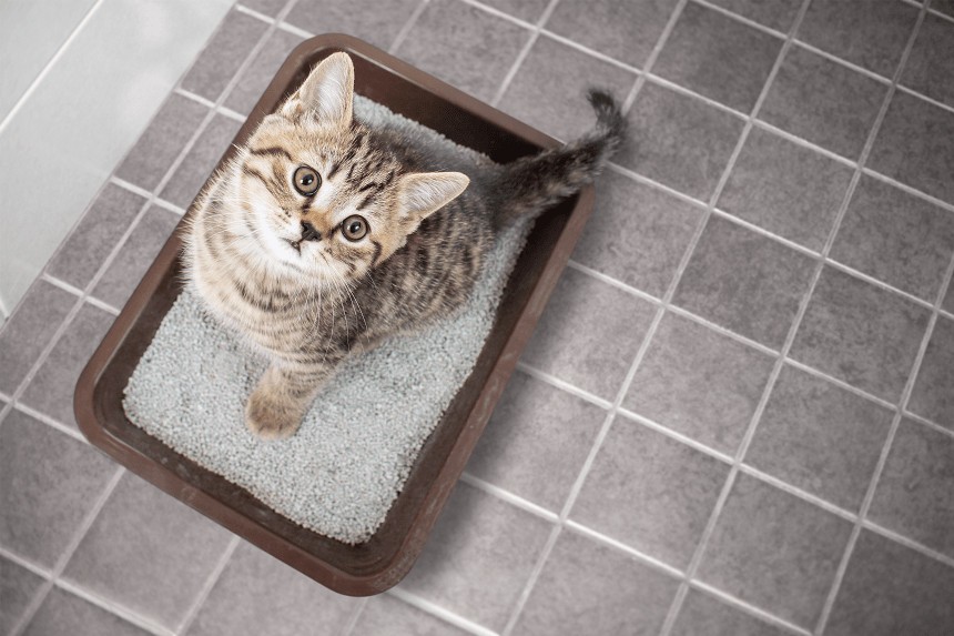 WIE BRINGE ICH MEINER KATZE BEI, DIE KATZENTOILETTE ZU BENUTZEN?