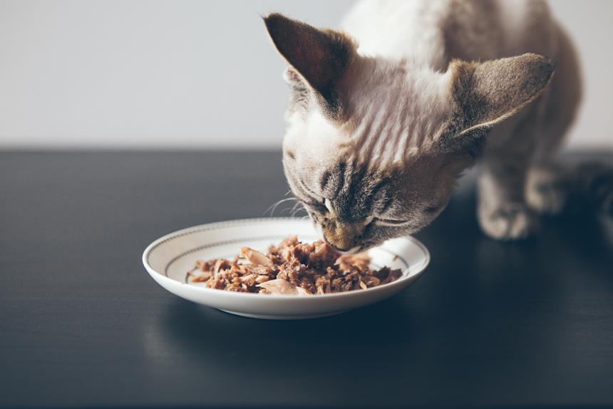 WIE WÄRE ES MIT EINEM HUHN FÜR EINE KATZE? WIR SAGEN IHNEN, WIE MAN GEFLÜGEL FÜR EINE KATZE ZUBEREITEN KANN!