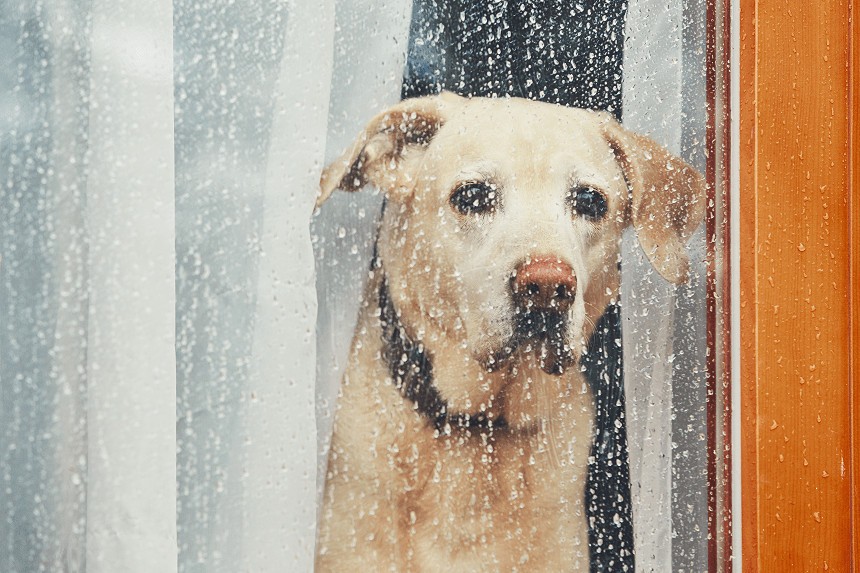 IHR HUND HAT ANGST VOR GEWITTERN. FINDEN SIE HERAUS, WIE SIE IHM HELFEN KÖNNEN