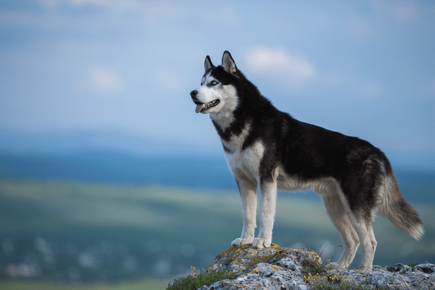 SIBERIAN HUSKY ALLES ÜBER DIE RASSE, GEHEIMNISSE DER PFLEGE