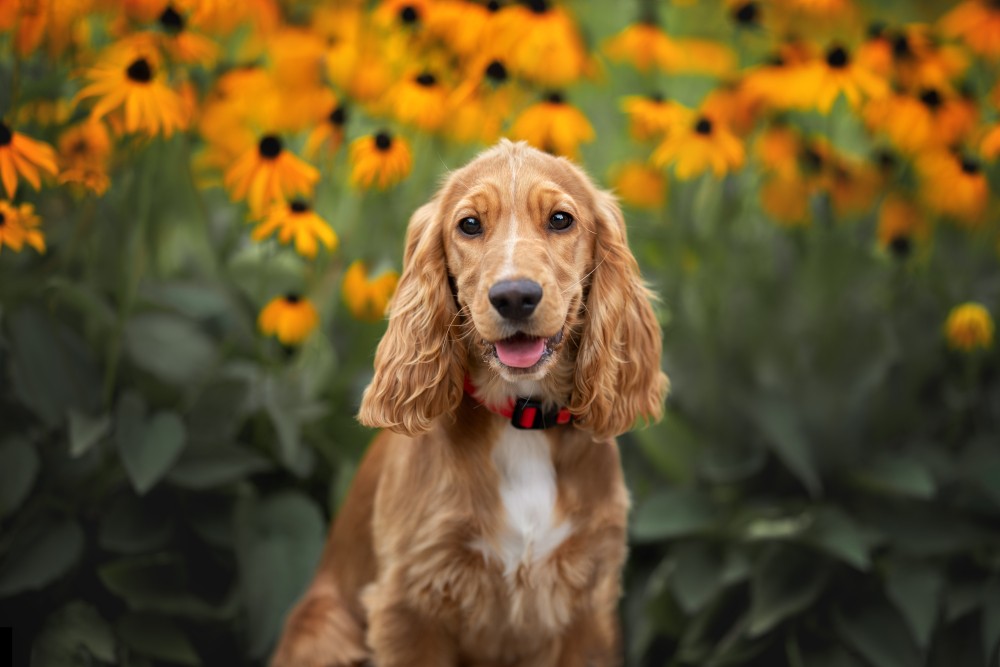 COCKERSPANIEL - EIN HUND MIT EINEM SCHÖNEN AUSSEHEN. BESCHREIBUNG DER RASSE