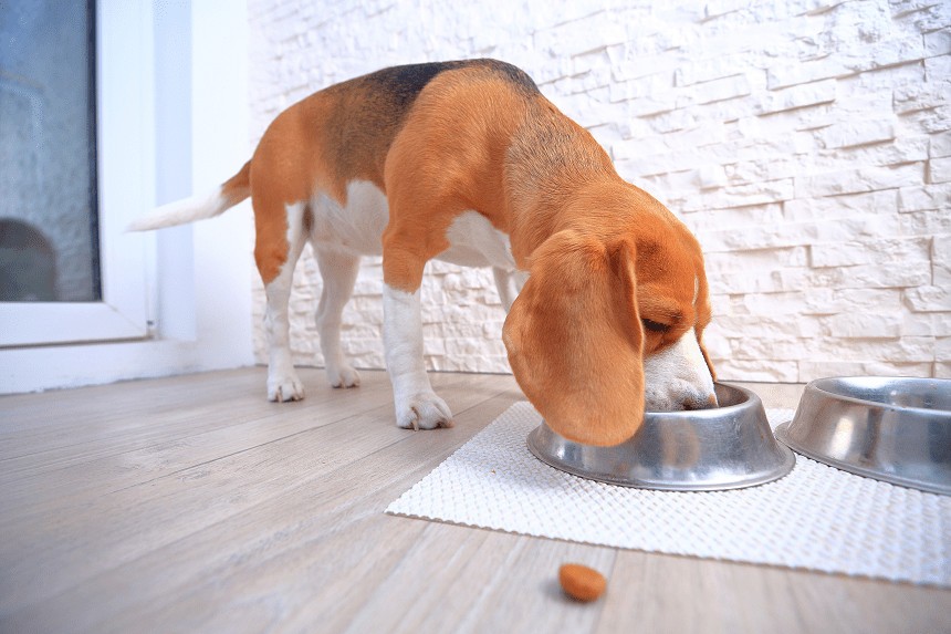 TROCKEN- ODER NASSFUTTER FÜR HUNDE - WAS SOLLTE IHR HUND FRESSEN?