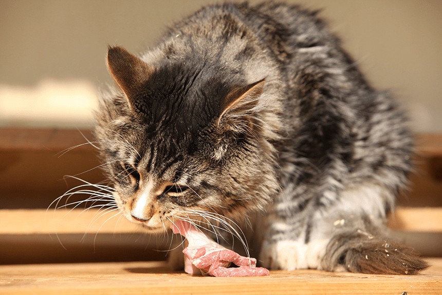 ROHES FLEISCH FÜR IHRE KATZE - GEBEN ODER NICHT GEBEN? DAS BESTE FLEISCH FÜR IHRE KATZE