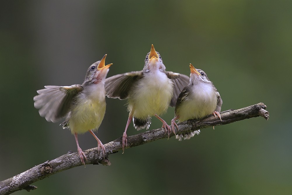 WIE LERNEN VÖGEL, MENSCHLICHE STIMMEN ZU IMITIEREN?