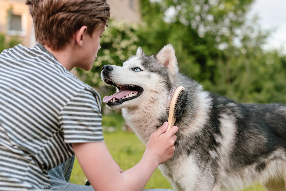 Wie wählen Sie die richtige Bürste für Ihren Hund und Ihren Haartyp aus?