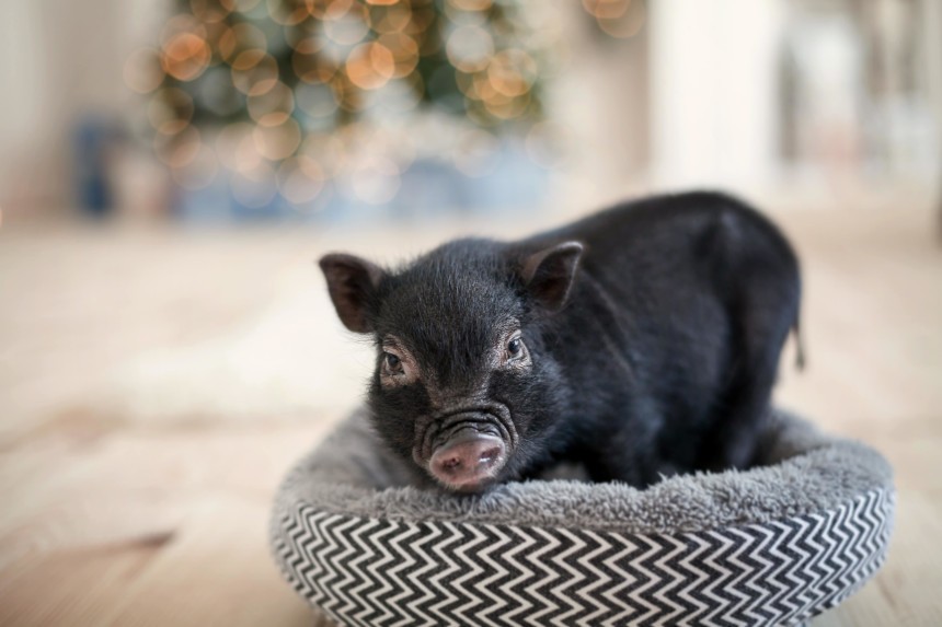 DAS MINISCHWEINCHEN - WAS MUSS MAN ÜBER SIE WISSEN?