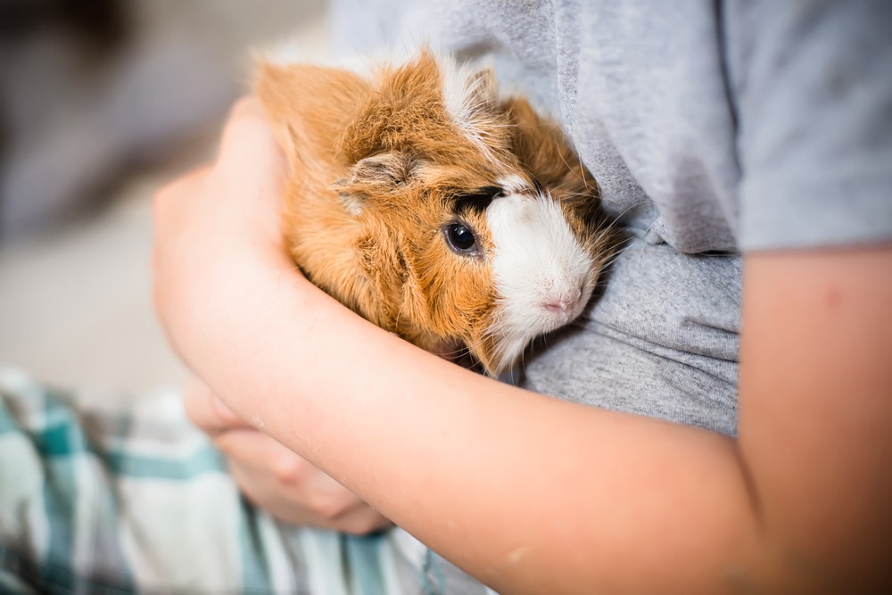 WIE MAN EIN MEERSCHWEINCHEN ZÄHMT - EIN ZÄHMUNGSLEITFADEN