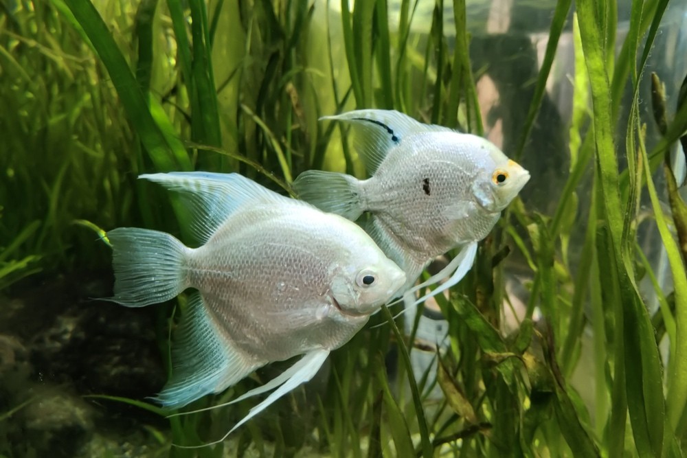 SEGELFISCH SKALAR (PTEROPHYLLUM SCALARE) - ARTENBESCHREIBUNG. WIE BEREITET MAN EIN AQUARIUM FÜR EINEN SKALAR VOR?