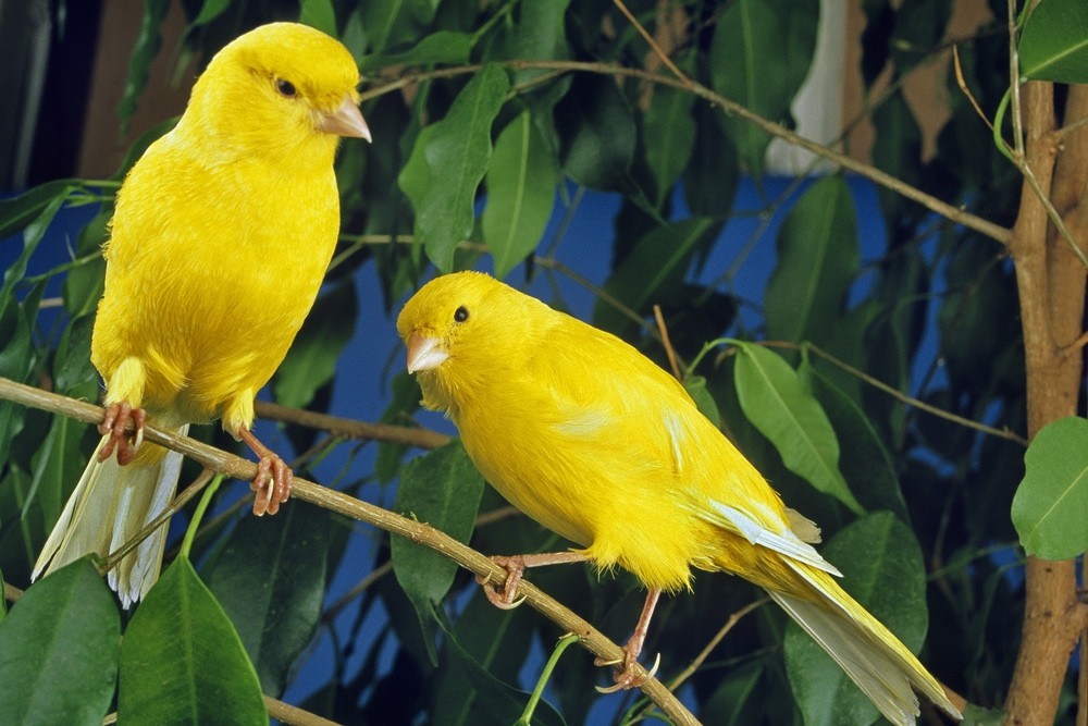 PFLEGE DES KANARIENVOGELS - WIE PFLEGT MAN EINEN KANARIENVOGEL? HIER SIND DIE WICHTIGSTEN INFORMATIONEN