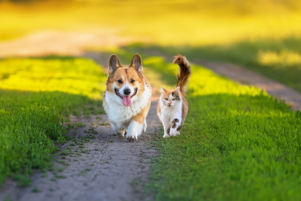 BEHAVIORISTEN FÜR TIERE - WER SIND SIE UND WIE KÖNNEN SIE HELFEN?