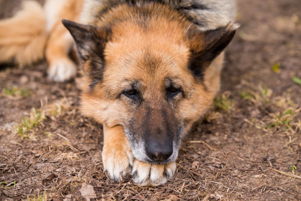 ARTHROSE BEI HUNDEN - WIE LASSEN SICH IHRE UNANGENEHMEN AUSWIRKUNGEN MINIMIEREN?