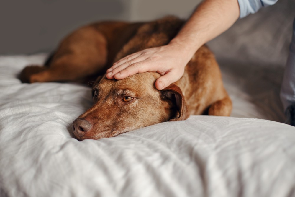 WIE OFT SOLLTEN SIE IHREN HUND UND WELPEN ENTWURMEN?