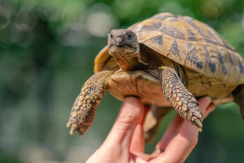 GRIECHISCHE SCHILDKRÖTE (TESTUDO HERMANNI) – ZUCHT, VORKOMMEN UND LEBENSUMFELD