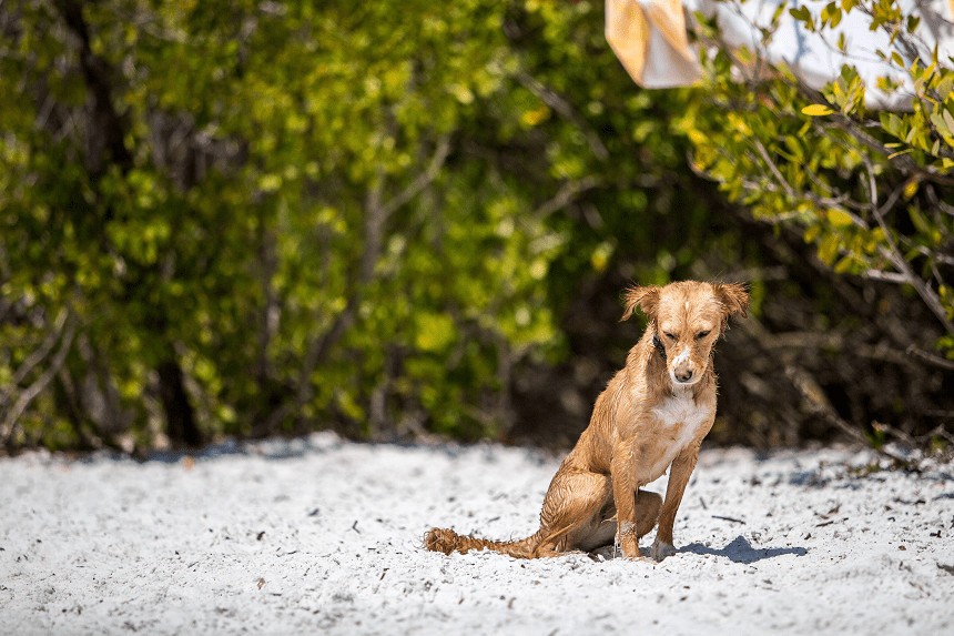 Weinen Hunde? HUNDETRÄNEN, DIE MEHR ALS TRAURIGKEIT AUSDRÜCKEN